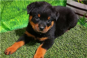 Tank - Rottweiler for sale