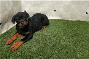 Robert - puppy for sale