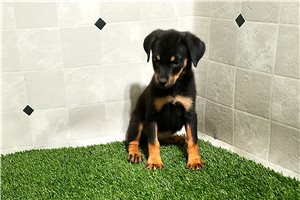 Nicole - Rottweiler for sale