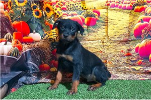 Tito - Rottweiler for sale