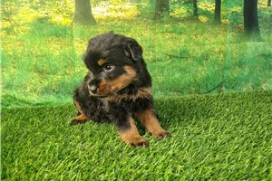 Tiki - Rottweiler for sale