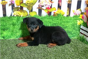 Tito - Rottweiler for sale