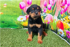 Poppy - puppy for sale