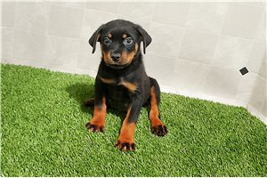 Nathan - Rottweiler for sale