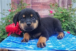 Rufus - Rottweiler for sale