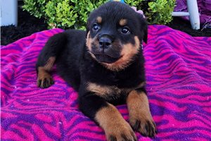 Rylee - puppy for sale