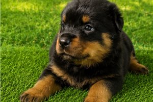 Toots - Rottweiler for sale