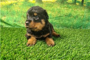 Tazz - Rottweiler for sale