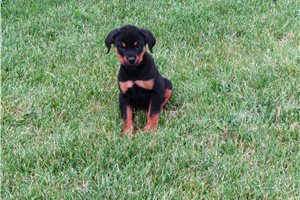 Ramona - puppy for sale