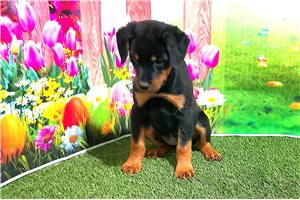 Bessie - Rottweiler for sale