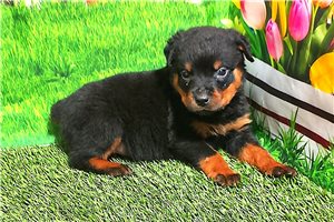 Terry - Rottweiler for sale