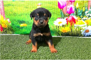 Patrick - Rottweiler for sale