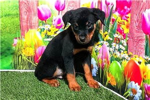 Poppy - Rottweiler for sale