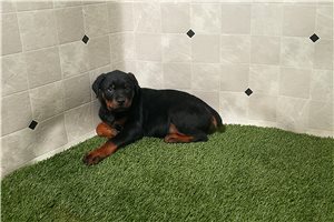 Ryder - Rottweiler for sale