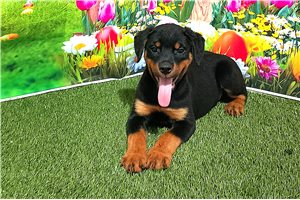 Bessie - Rottweiler for sale