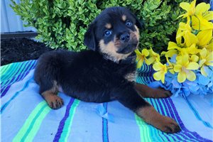 Rufus - Rottweiler for sale