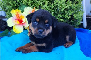 Rider - Rottweiler for sale