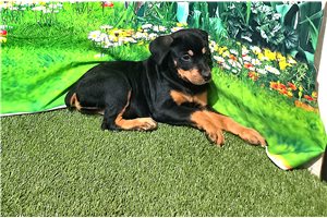 Natalie - Rottweiler for sale
