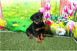 Pluto - Rottweiler for sale