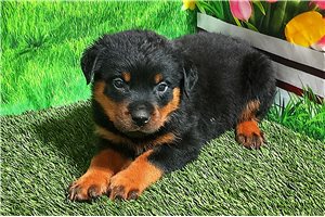 Tazz - Rottweiler for sale
