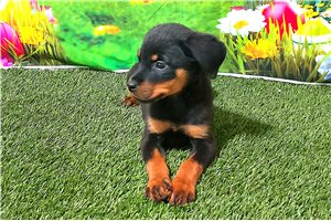 Poppy - Rottweiler for sale