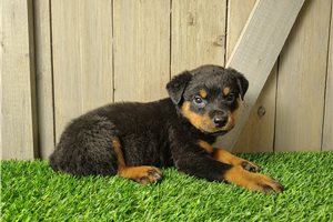 Tazz - Rottweiler for sale