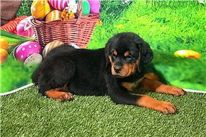 Esme - puppy for sale