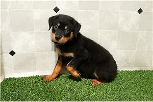 Norman - puppy for sale