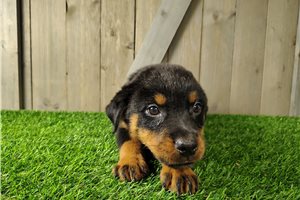 Tito - Rottweiler for sale