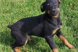 Elijah - Rottweiler for sale