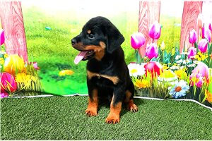 Baxter - Rottweiler for sale