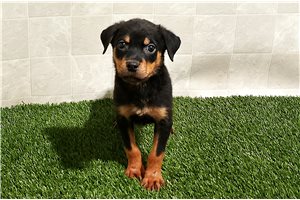 Newton - Rottweiler for sale