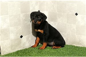 Noalie - Rottweiler for sale