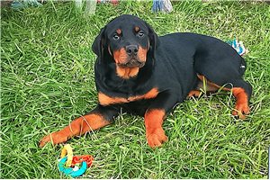 Emily - Rottweiler for sale