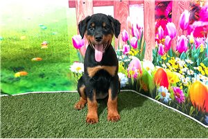 Beta - Rottweiler for sale