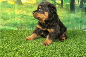 Terry - Rottweiler for sale