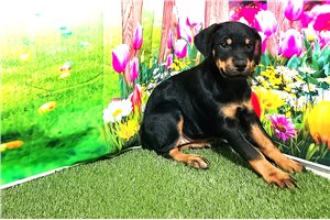 Nicole - Rottweiler for sale
