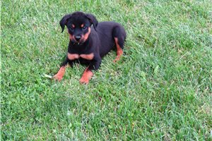 Rider - Rottweiler for sale