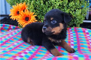 Russell - Rottweiler for sale