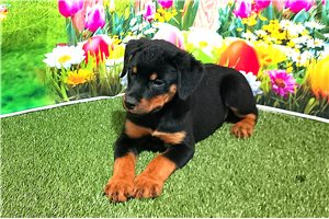 Becky - Rottweiler for sale