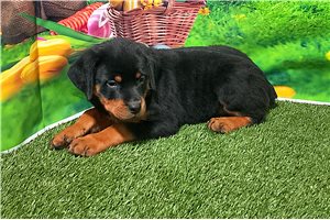 Emily - puppy for sale