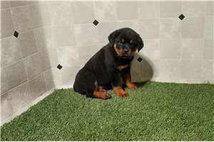 Ryan - puppy for sale