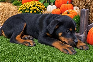 Tito - Rottweiler for sale