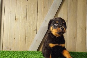 Terry - Rottweiler for sale