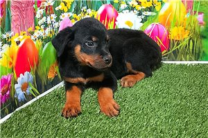 Patrick - Rottweiler for sale