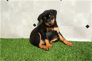 Natalie - Rottweiler for sale