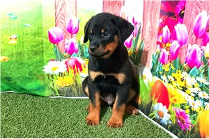 Becky - Rottweiler for sale