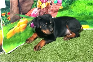 Nathan - Rottweiler for sale