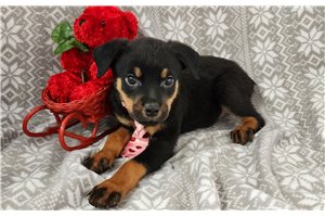 Ezra - Rottweiler for sale