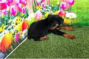 Beta - Rottweiler for sale